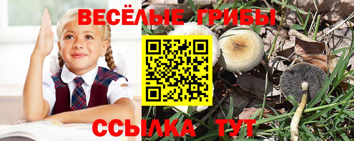 Псилоцибиновые грибы Magic Shrooms  Вход с VPN  Бийск  Псилоцибиновые грибы ЛСД 
